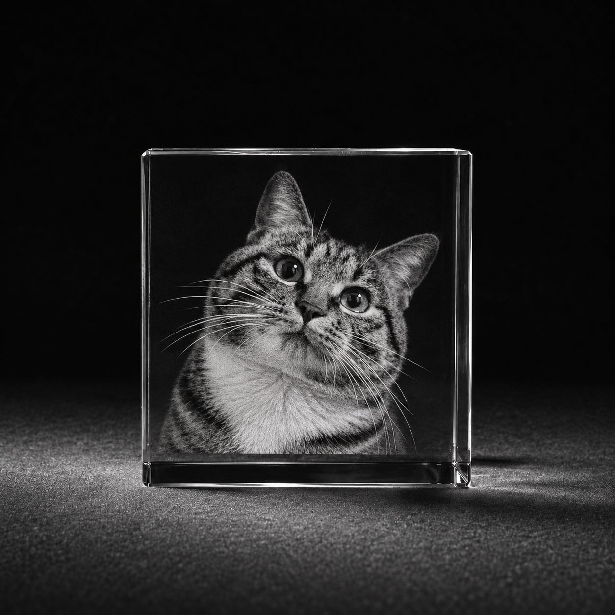 Kat in 3 D kubus