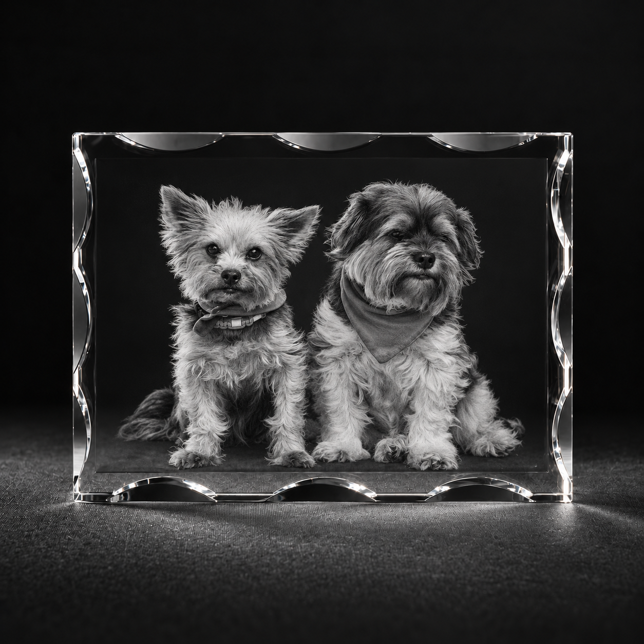 Twee honden in xenia staand